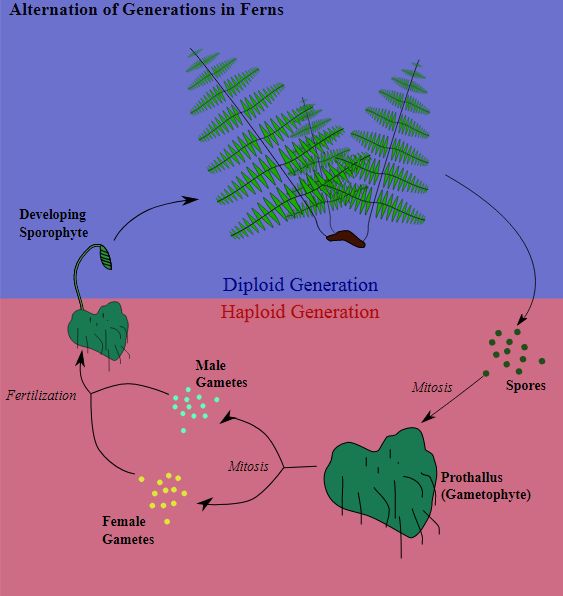 Heterophasischer Generationswechsel bei Farnen
